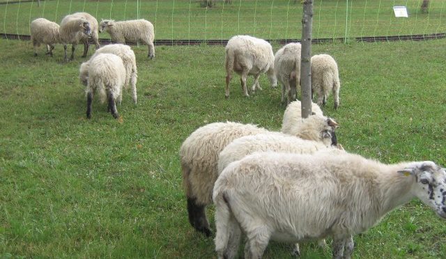 Emma findet andere Schafe